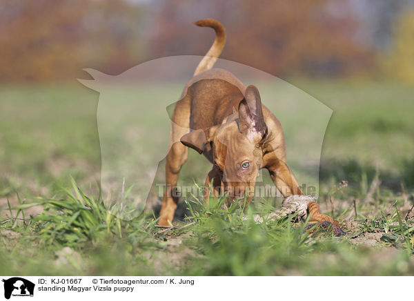 stehender Magyar Vizsla Welpe / standing Magyar Vizsla puppy / KJ-01667