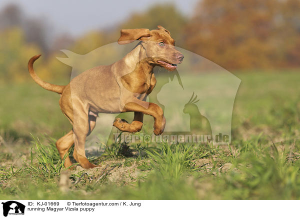 running Magyar Vizsla puppy / KJ-01669