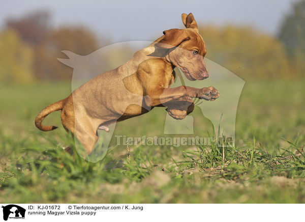 rennender Magyar Vizsla Welpe / running Magyar Vizsla puppy / KJ-01672