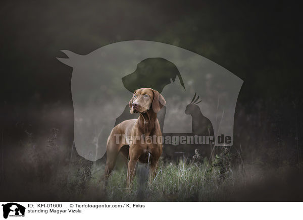 stehender Magyar Vizsla / standing Magyar Vizsla / KFI-01600