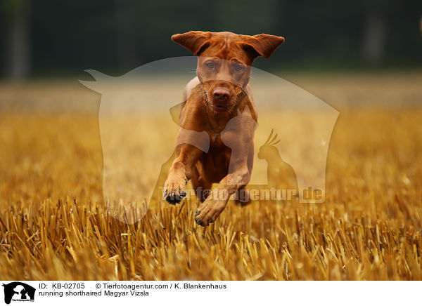 rennender Kurzhaarvizsla / running shorthaired Magyar Vizsla / KB-02705