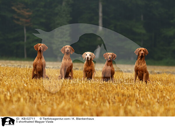 5 Kurzhaarvizsla / 5 shorthaired Magyar Vizsla / KB-02711