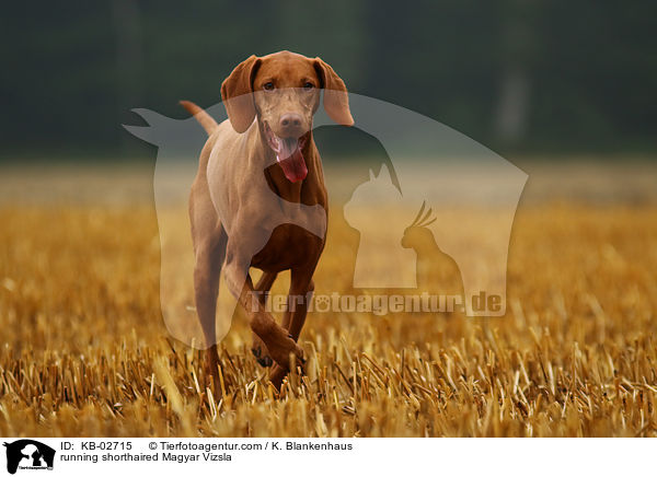 rennender Kurzhaarvizsla / running shorthaired Magyar Vizsla / KB-02715