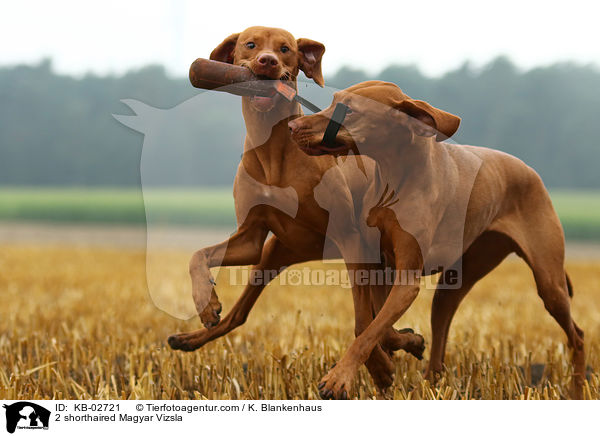 2 Kurzhaarvizsla / 2 shorthaired Magyar Vizsla / KB-02721