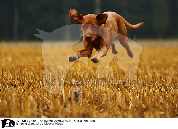 springender Kurzhaarvizsla / jumping shorthaired Magyar Vizsla / KB-02730