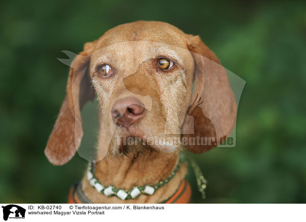 Drahthaarvizsla Portrait / wirehaired Magyar Vizsla Portrait / KB-02740