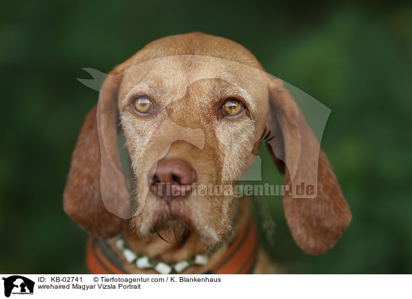 wirehaired Magyar Vizsla Portrait / KB-02741