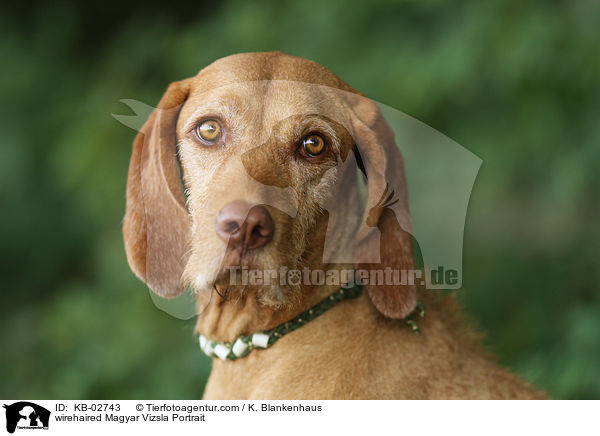 wirehaired Magyar Vizsla Portrait / KB-02743