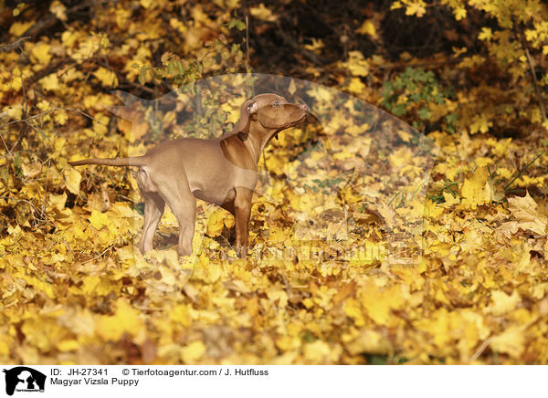 Magyar Vizsla Welpe / Magyar Vizsla Puppy / JH-27341