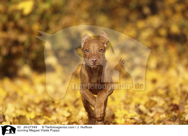 rennender Magyar Vizsla Welpe / running Magyar Vizsla Puppy / JH-27349