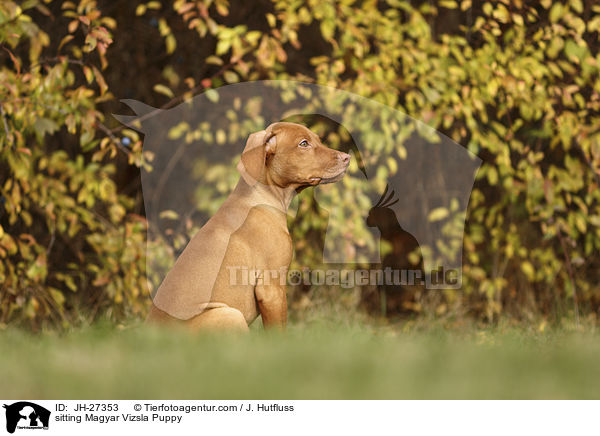 sitting Magyar Vizsla Puppy / JH-27353