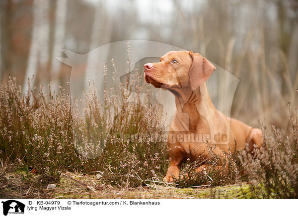 lying Magyar Vizsla / KB-04979