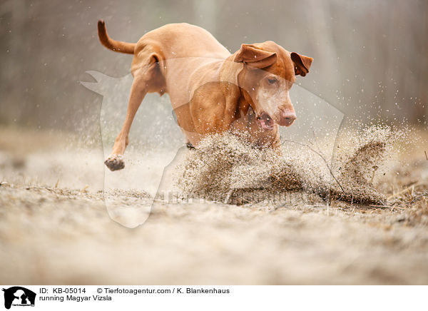 rennender Magyar Vizsla / running Magyar Vizsla / KB-05014