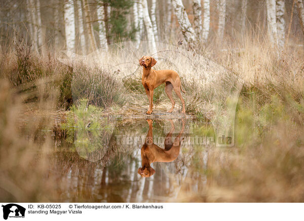 stehender Magyar Vizsla / standing Magyar Vizsla / KB-05025