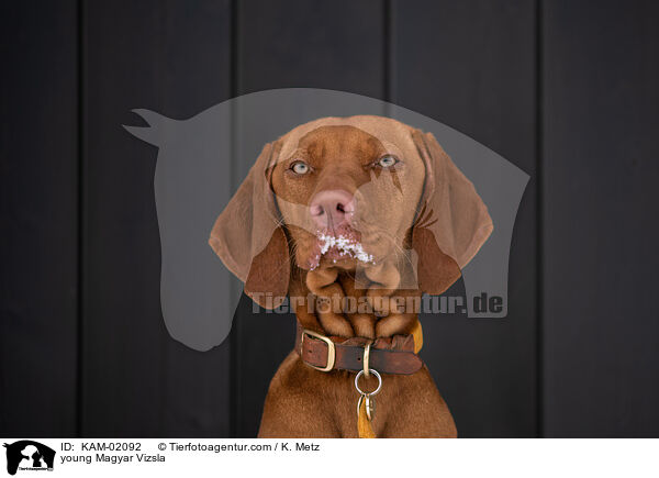 junger Magyar Vizsla / young Magyar Vizsla / KAM-02092