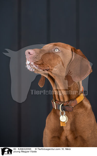 junger Magyar Vizsla / young Magyar Vizsla / KAM-02094