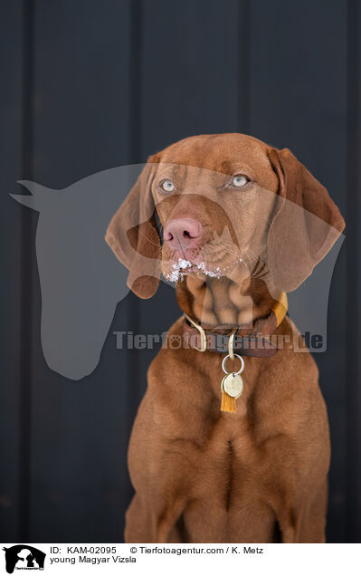 junger Magyar Vizsla / young Magyar Vizsla / KAM-02095