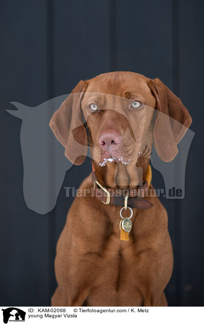 junger Magyar Vizsla / young Magyar Vizsla / KAM-02098