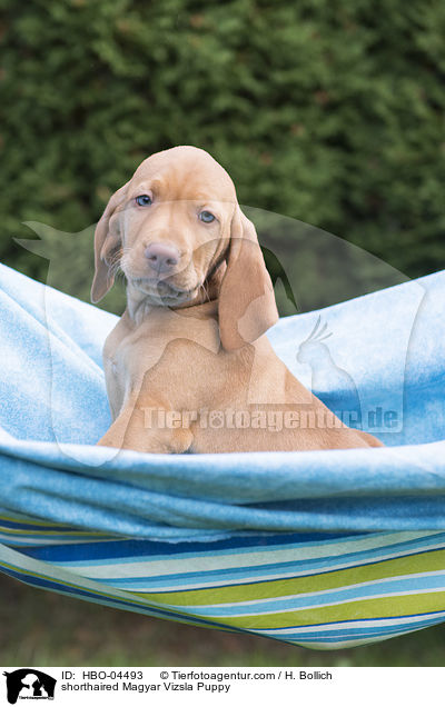 Kurzhaarvizsla Welpe / shorthaired Magyar Vizsla Puppy / HBO-04493