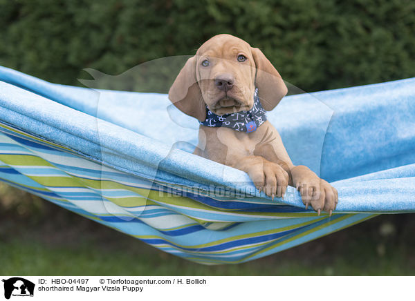 Kurzhaarvizsla Welpe / shorthaired Magyar Vizsla Puppy / HBO-04497