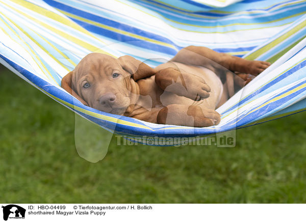 Kurzhaarvizsla Welpe / shorthaired Magyar Vizsla Puppy / HBO-04499