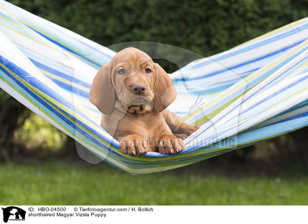 Kurzhaarvizsla Welpe / shorthaired Magyar Vizsla Puppy / HBO-04500