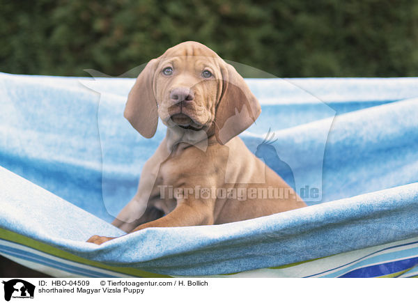 Kurzhaarvizsla Welpe / shorthaired Magyar Vizsla Puppy / HBO-04509