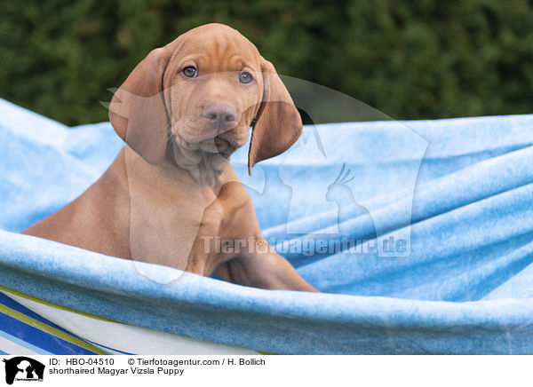 Kurzhaarvizsla Welpe / shorthaired Magyar Vizsla Puppy / HBO-04510