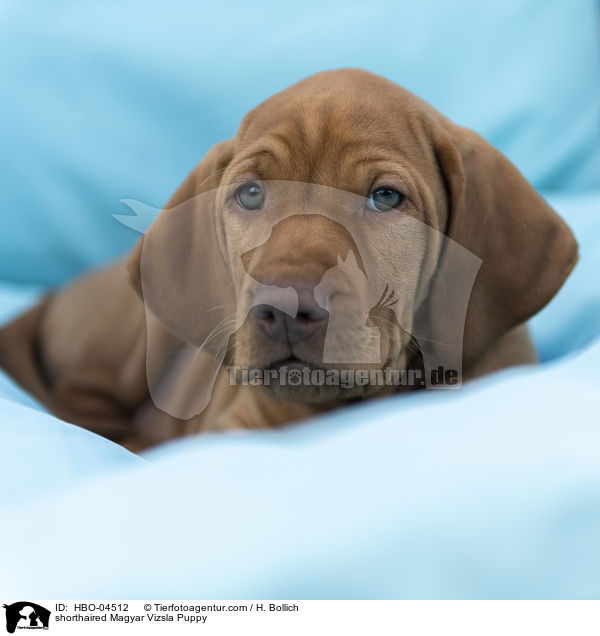 Kurzhaarvizsla Welpe / shorthaired Magyar Vizsla Puppy / HBO-04512