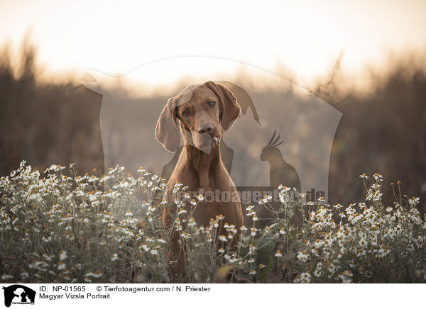 Magyar Vizsla Portrait / Magyar Vizsla Portrait / NP-01565