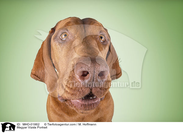 Magyar Vizsla Portrait / Magyar Vizsla Portrait / MHO-01862