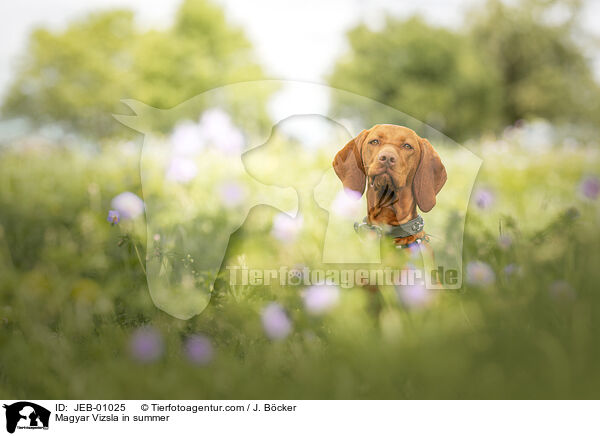 Magyar Vizsla im Sommer / Magyar Vizsla in summer / JEB-01025