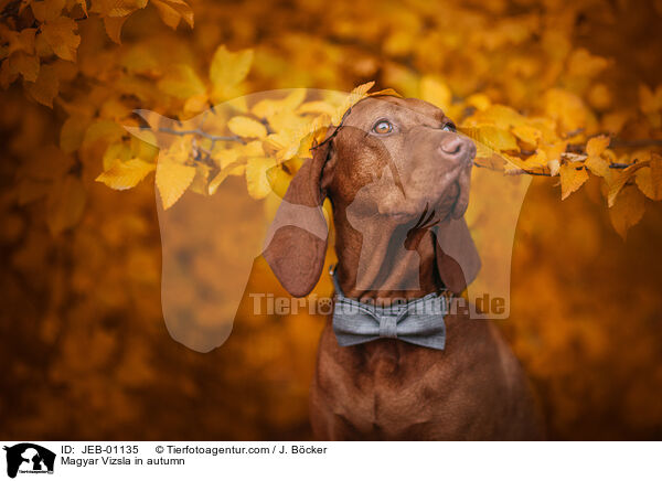 Magyar Vizsla im Herbst / Magyar Vizsla in autumn / JEB-01135