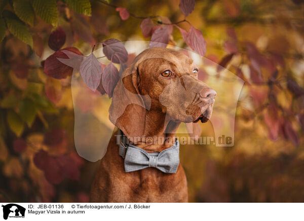 Magyar Vizsla im Herbst / Magyar Vizsla in autumn / JEB-01136