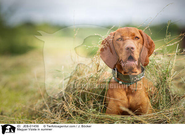 Magyar Vizsla im Sommer / Magyar Vizsla in summer / JEB-01456