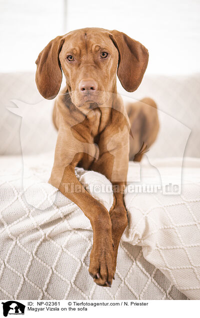 Magyar Vizsla auf dem Sofa / Magyar Vizsla on the sofa / NP-02361