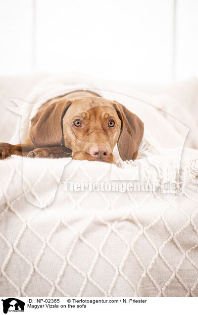 Magyar Vizsla auf dem Sofa / Magyar Vizsla on the sofa / NP-02365