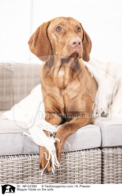 Magyar Vizsla auf dem Sofa / Magyar Vizsla on the sofa / NP-02366