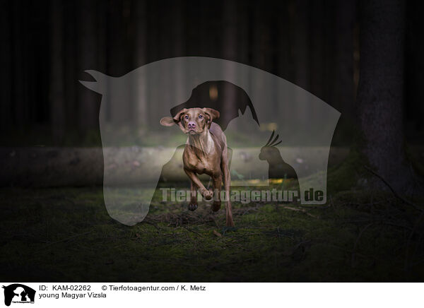 junger Magyar Vizsla / young Magyar Vizsla / KAM-02262