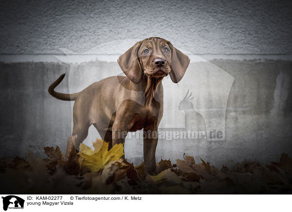 junger Magyar Vizsla / young Magyar Vizsla / KAM-02277