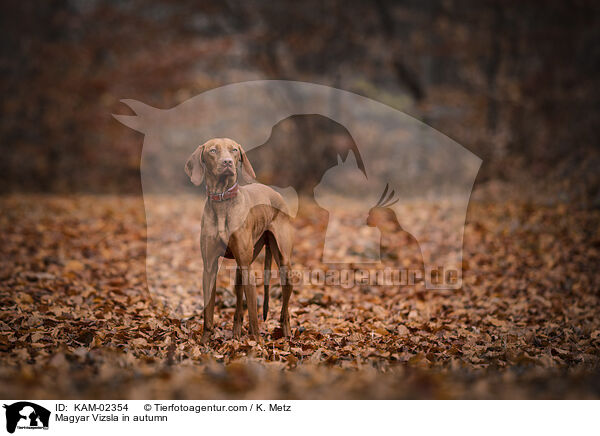 Magyar Vizsla in autumn / KAM-02354