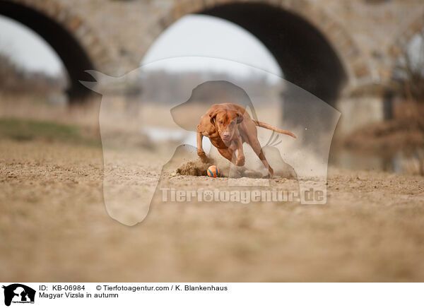 Magyar Vizsla im Herbst / Magyar Vizsla in autumn / KB-06984