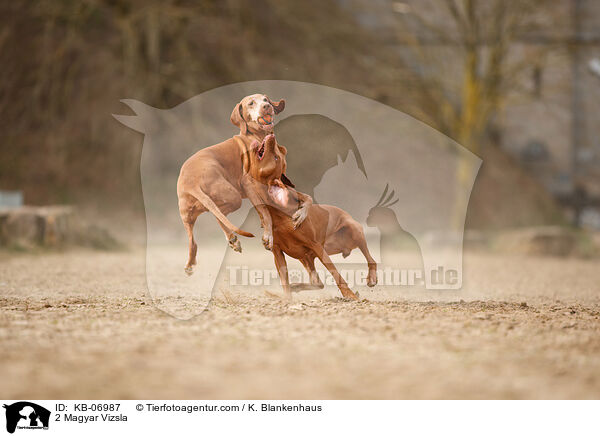 2 Magyar Vizsla / KB-06987