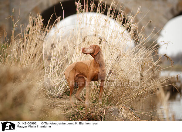 Magyar Vizsla im Herbst / Magyar Vizsla in autumn / KB-06992