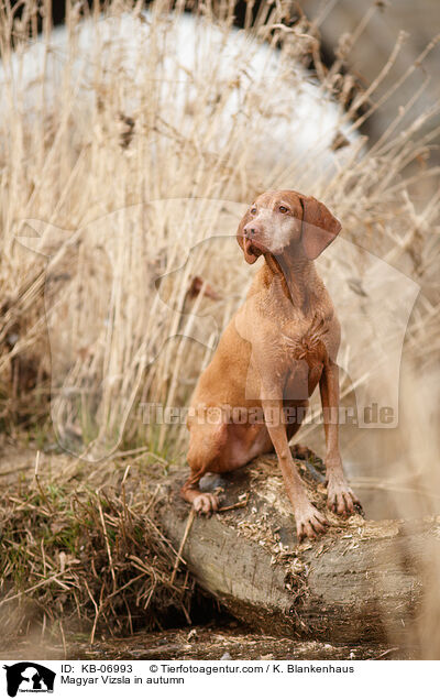 Magyar Vizsla in autumn / KB-06993