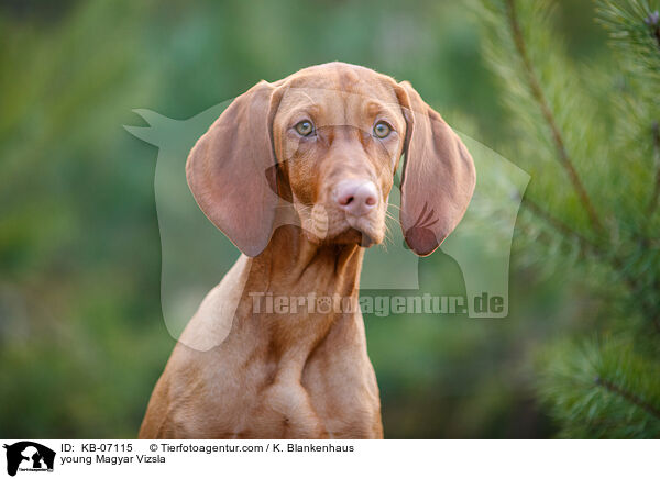 young Magyar Vizsla / KB-07115