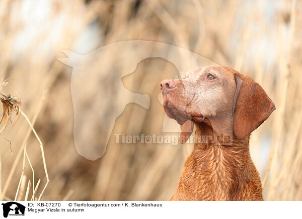 Magyar Vizsla im Herbst / Magyar Vizsla in autumn / KB-07270