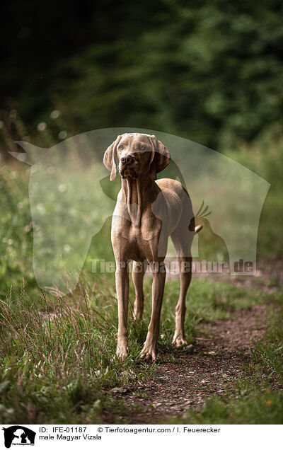 Magyar Vizsla Rde / male Magyar Vizsla / IFE-01187