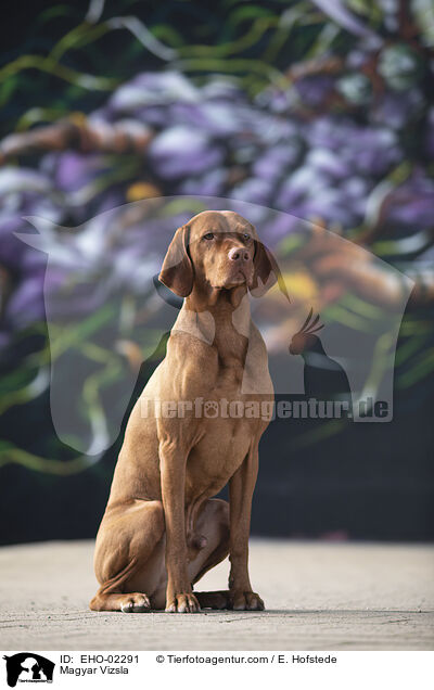 Magyar Vizsla / Magyar Vizsla / EHO-02291