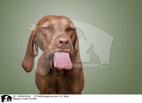 Magyar Vizsla Portrait / Magyar Vizsla Portrait / KAM-02446